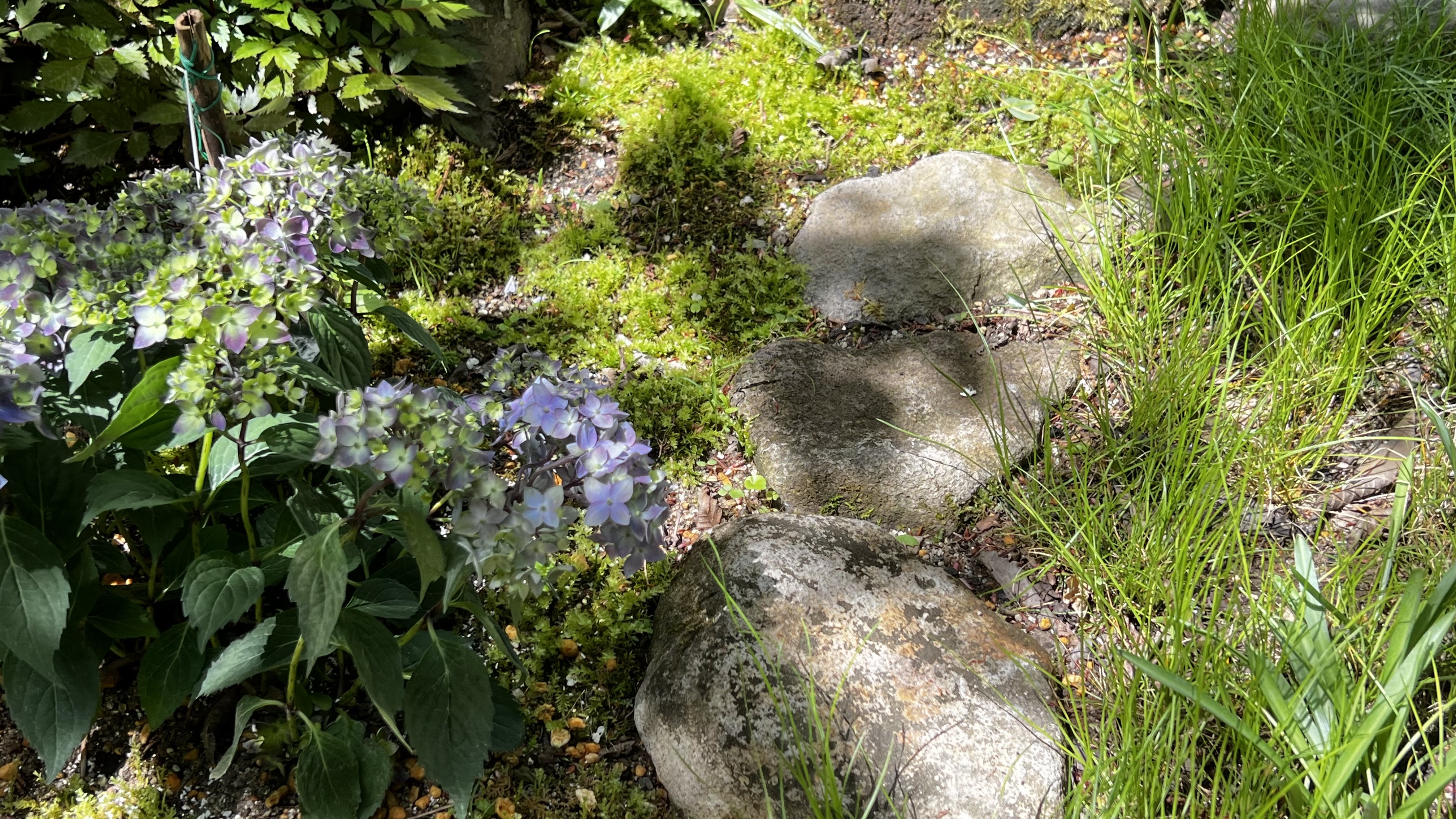 雑木の庭