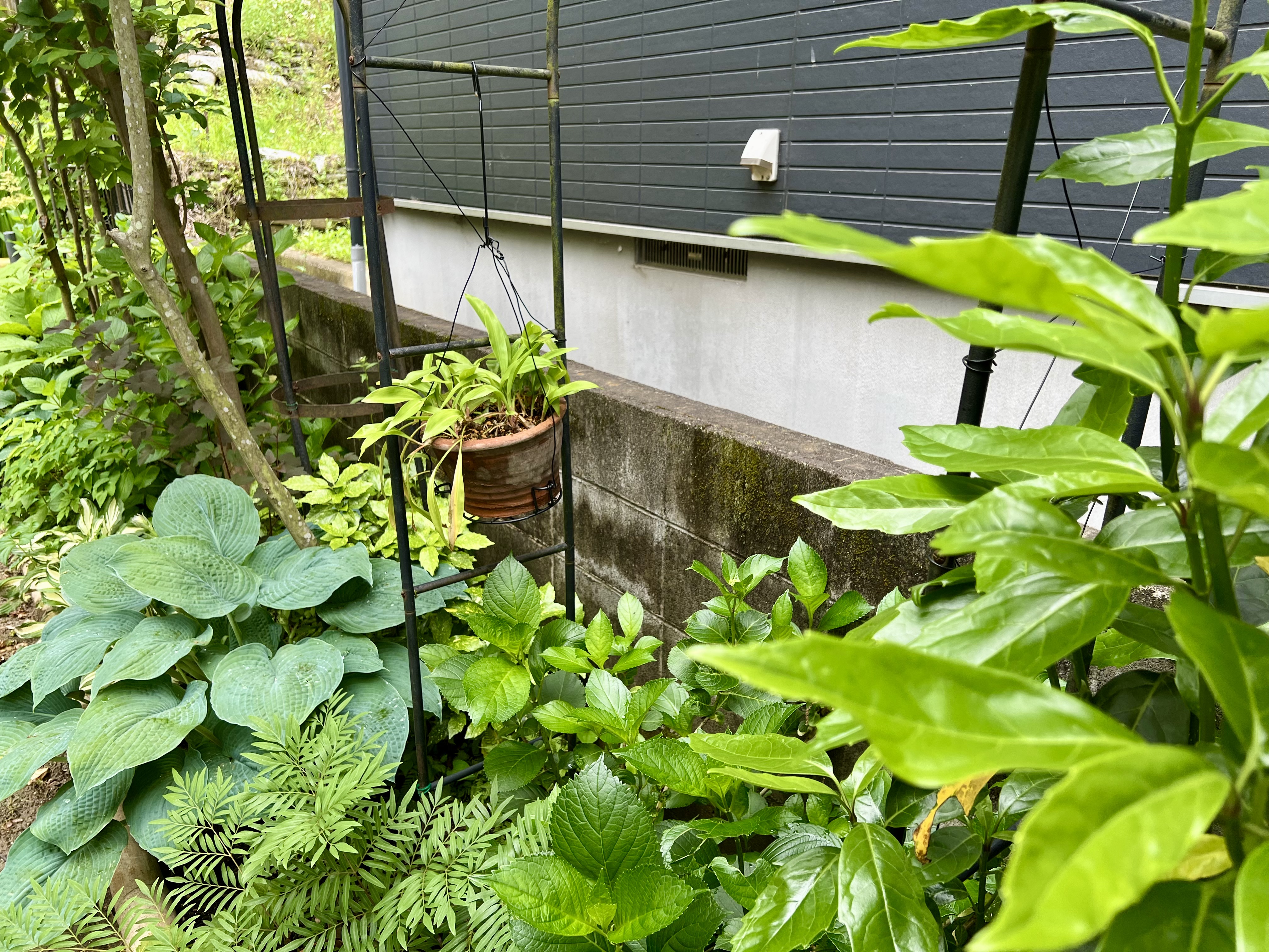夏の鉢植えの避難場所になったアーチ