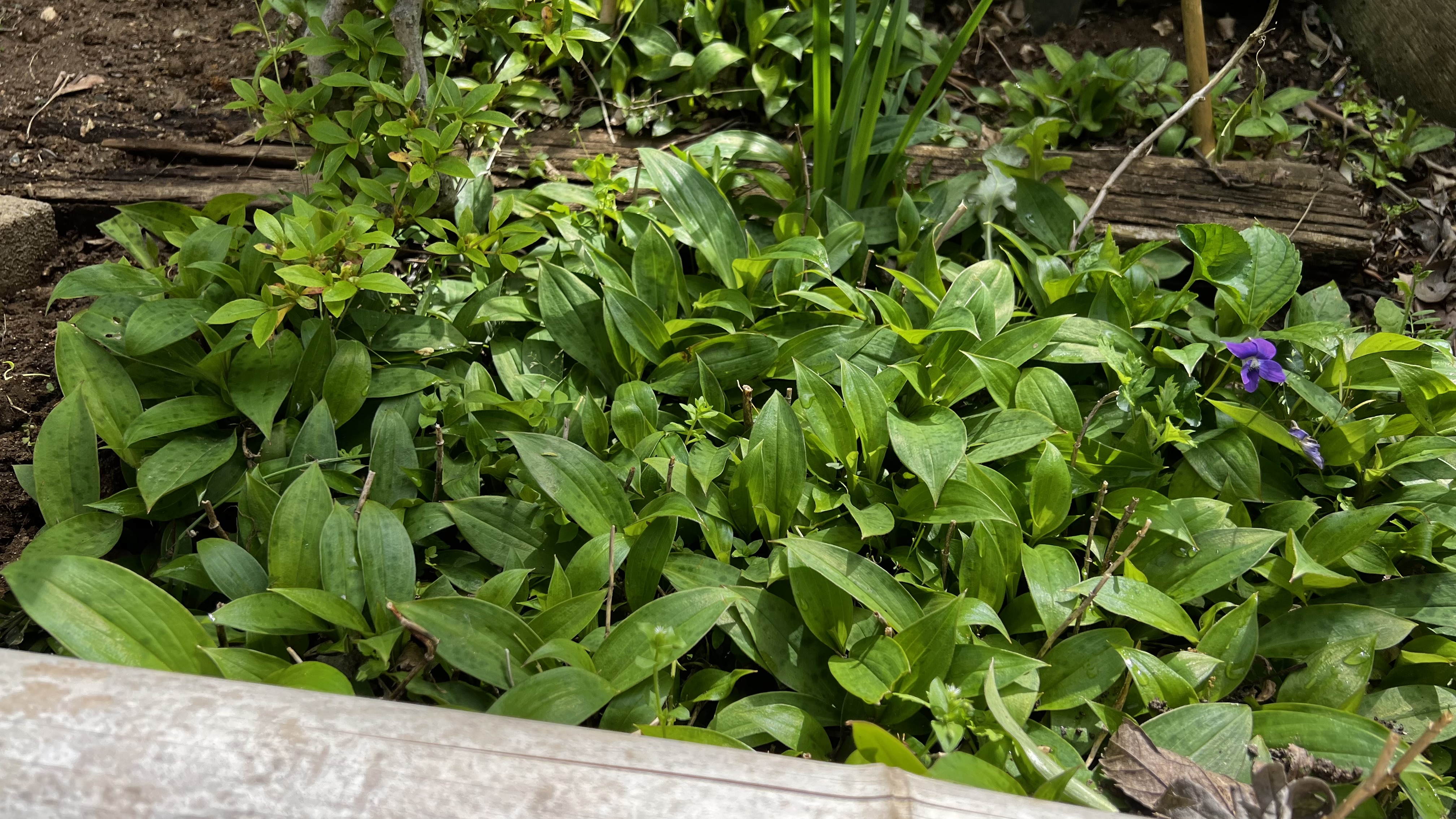 自然の防草