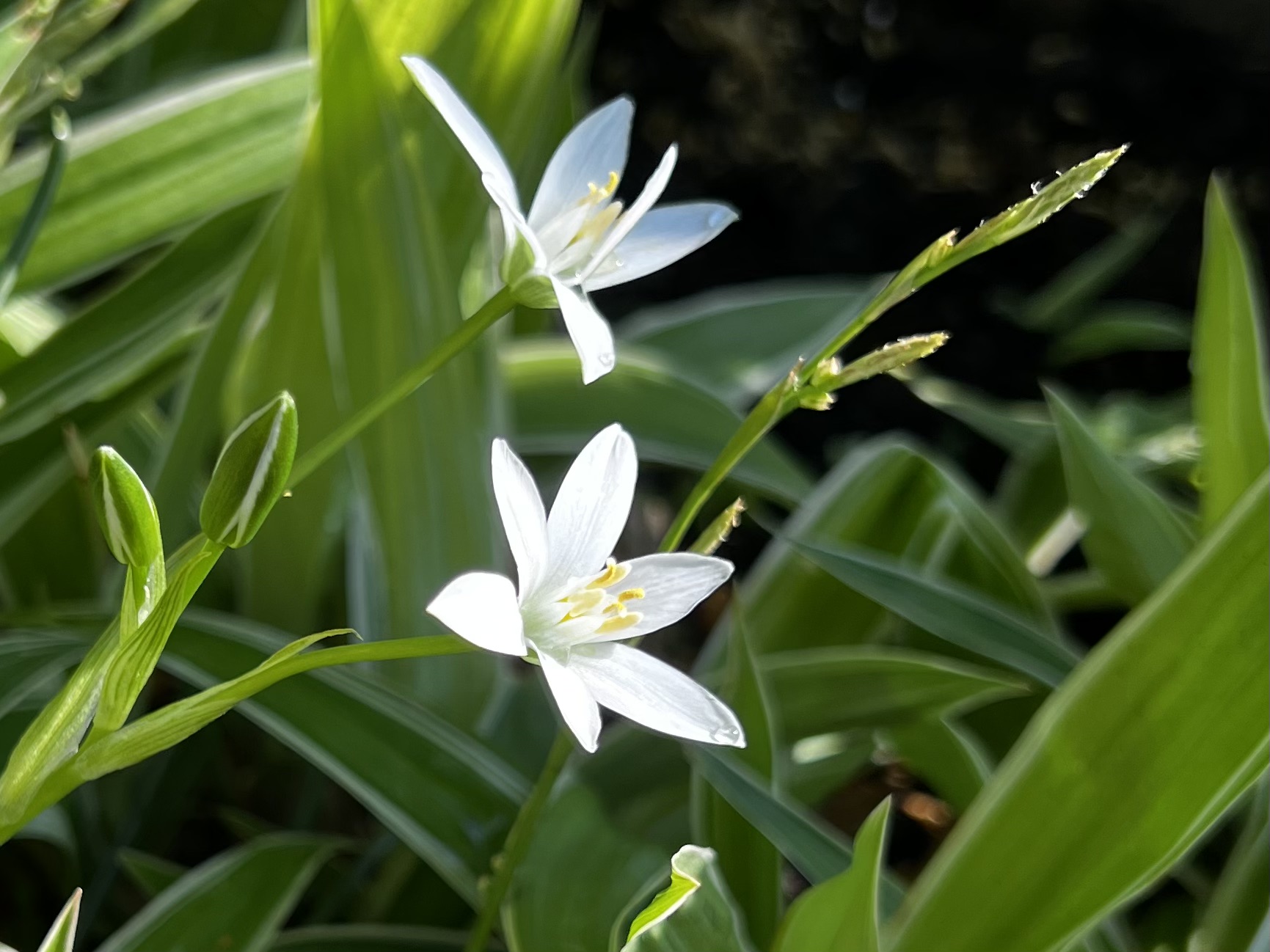 オオアマナ（大甘菜）