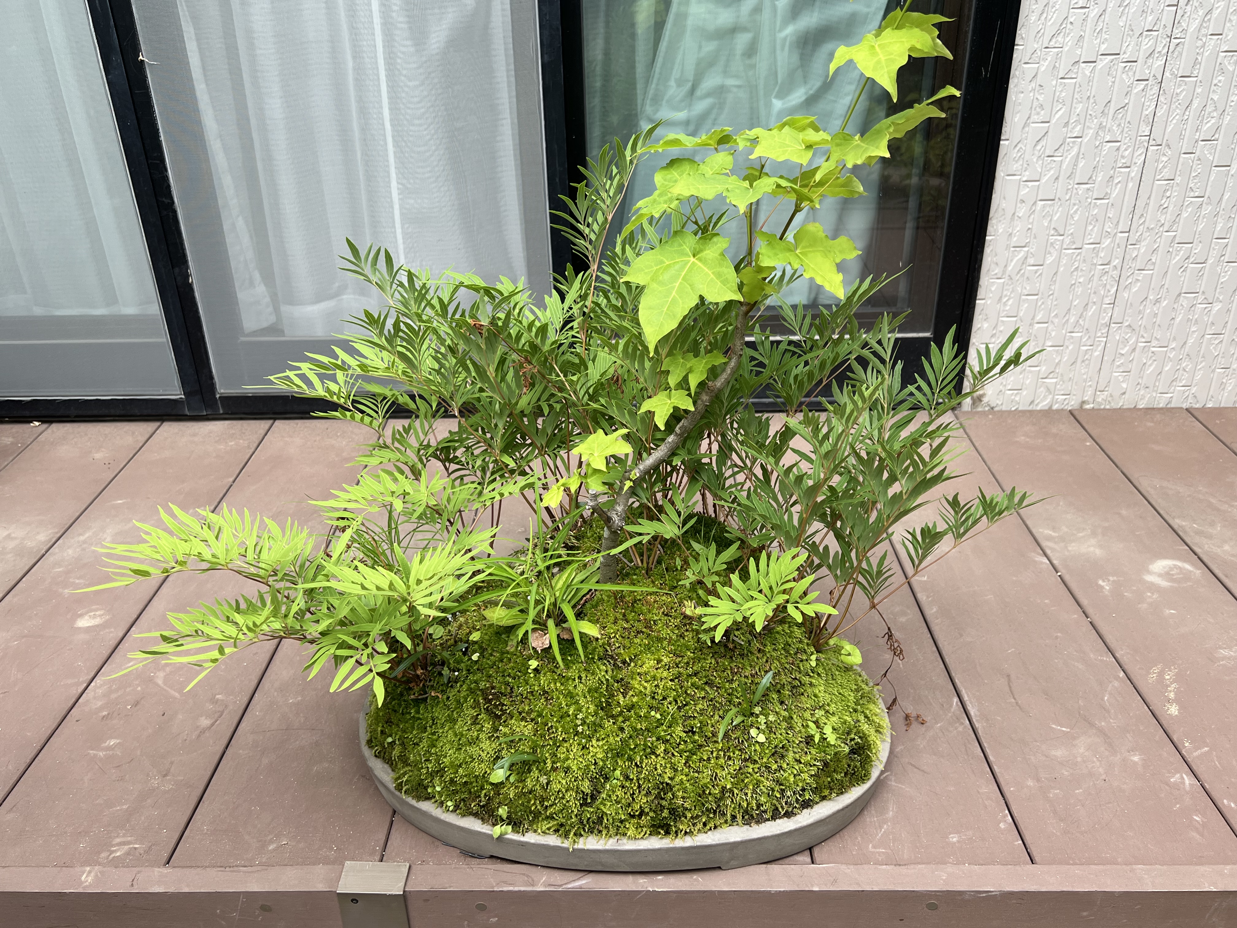 草木盆栽