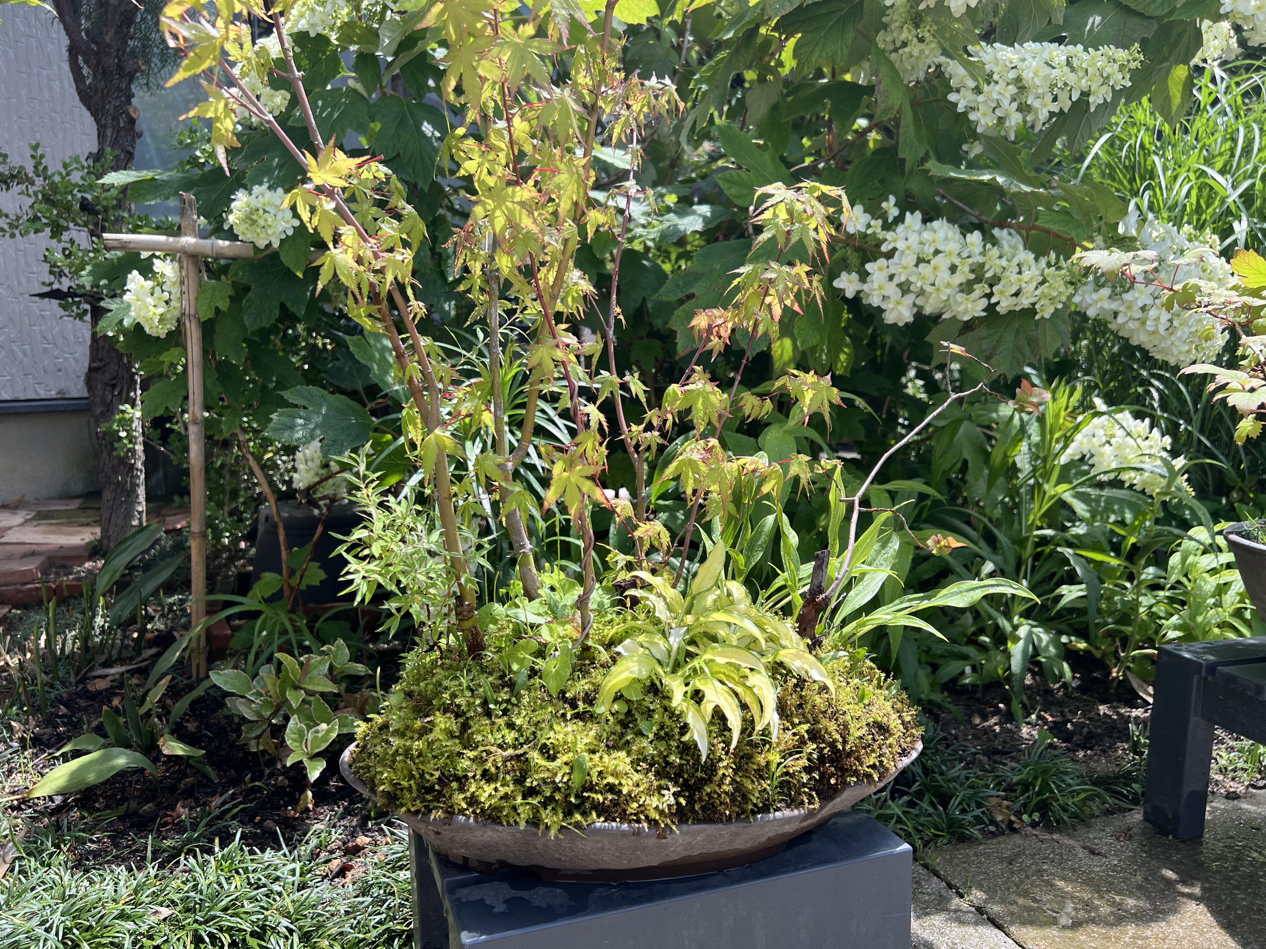 寄せ植え①