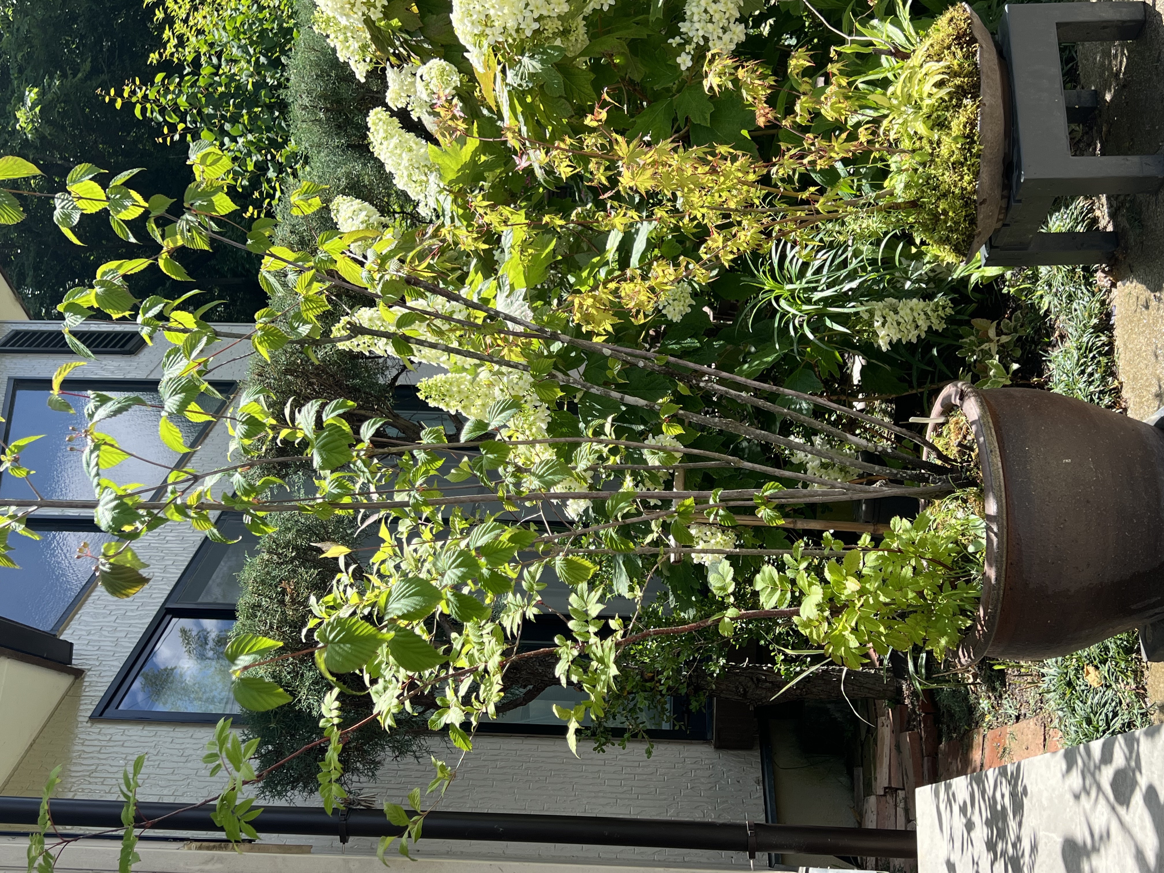 寄せ植え③