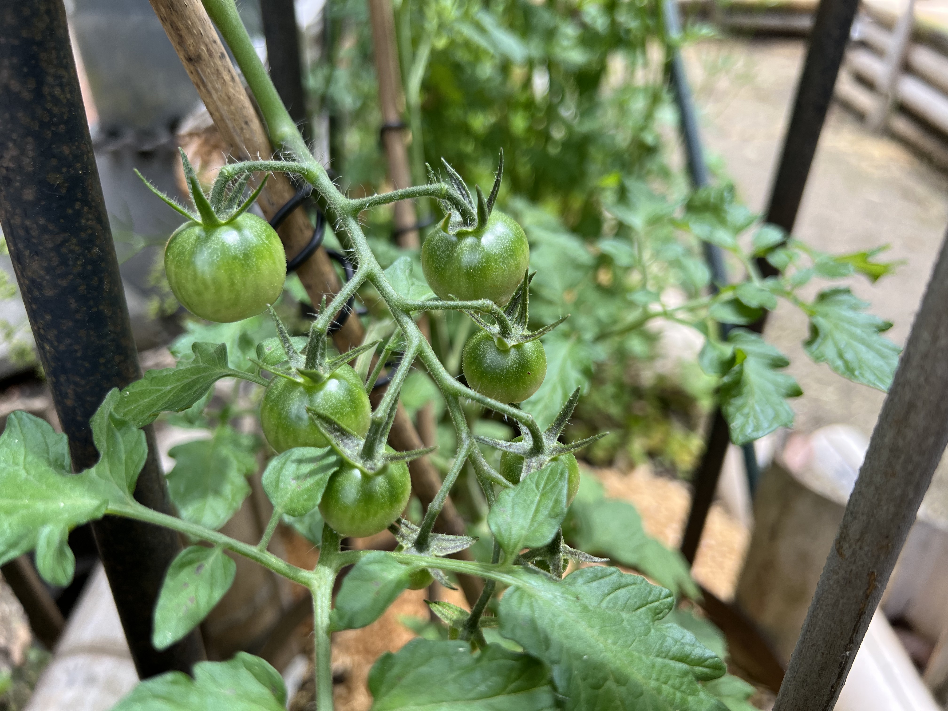 菜園で実り始めた野菜