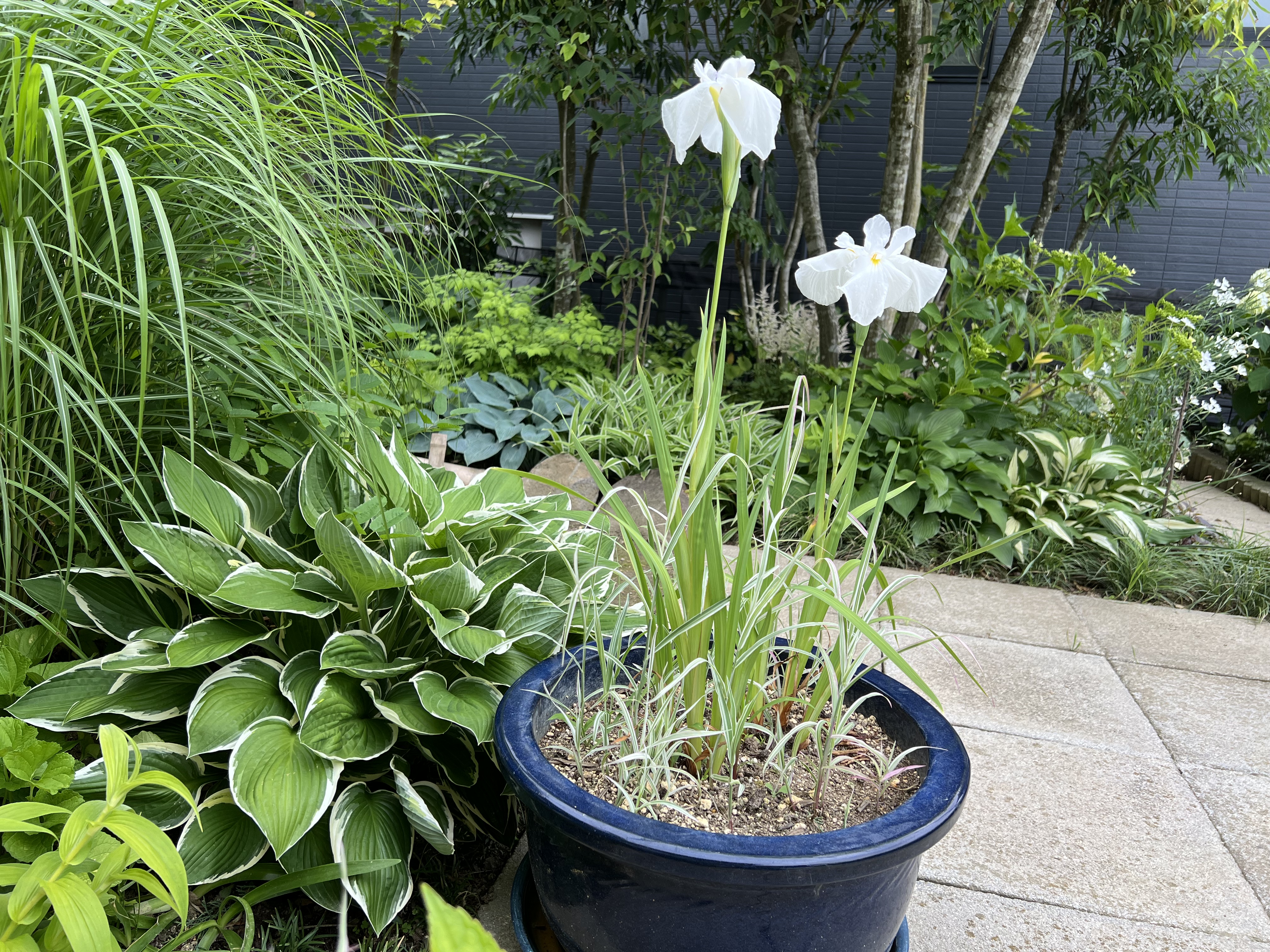 寄せ植え④